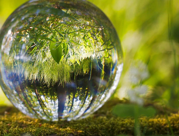 A forest reflected in a glass sphere